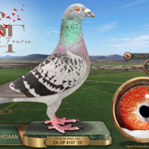 LOT 40: ZA 25 OP 4107 (C) – ENTERED BY: TOLLIE JORDAAN – 4TH RACE 1 – 27TH FINAL RACE – 67TH ACE PIGEON – A blue-check cock that finished 4th over 294 km and 27th in the 674 km Final, with a further 34th placing in Race 2. - SEE PEDIGREE !!!