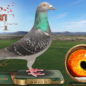 LOT 102: ZA 25 OP 4113 (C) – ENTERED BY: TOLLIE JORDAAN – A check cock bred by Tollie Jordaan from cock 20026 and hen 279783. The supplied pedigree records both parents, with no further strain or ancestry details. – SEE PEDIGREE !!!