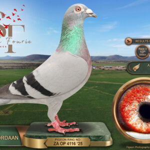 LOT 32: ZA 25 OP 4116 (H) – ENTERED BY: TOLLIE JORDAAN – 10TH RACE 3 – 11TH RACE 4 – 20TH ACE PIGEON – 59TH FINAL RACE – A blue-bar hen bred by Tollie Jordaan from cock 6977 of the Hough Kotze strain, paired to hen 1160 of the Jonty Gilmer strain – SEE PEDIGREE !!!