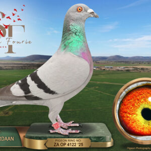 LOT 81: ZA 25 OP 4122 (C) – ENTERED BY: TOLLIE JORDAAN – 76TH FINAL RACE – A blue-bar cock bred by Tollie Jordaan from cock 279800 and hen 819, both recorded as bred by Dawid Ferreira. – SEE PEDIGREE !!!