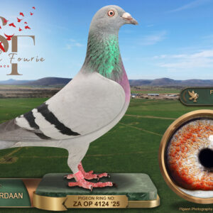 LOT 50: ZA 25 OP 4124 (H) – ENTERED BY: TOLLIE JORDAAN – 14TH FINAL RACE – 63RD ACE PIGEON – A blue-bar hen that completed all six races before finishing 14th in the 674 km Final. - SEE PEDIGREE