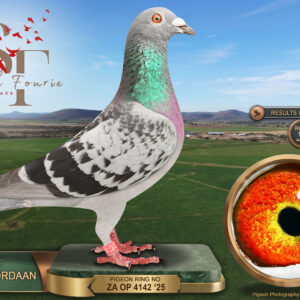 LOT 33: ZA 25 OP 4142 (C) – ENTERED BY: TOLLIE JORDAAN – 10TH RACE 2 – 22ND RACE 6 – 21ST ACE PIGEON – 77TH FINAL RACE – A blue-check cock with a top-ten placing over 448 km and 22nd over 598 km, completing the series as 21st Ace Pigeon. - SEE PEDIGREE !!!