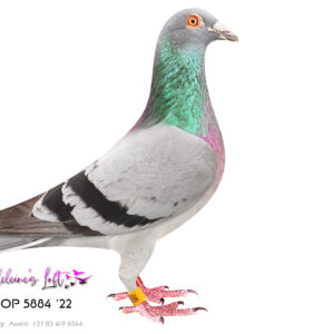 Lot 20 – 5884 ZAOP 2022 (C) - Sire is full brother to TURBO KITTEL., Super Long-distance racer. Super breeder., 26th Best Bird Long Distance PEFED & EPPU, 31st EPPU Kokstad 1; 1233b; 1180mpm – 2023, 2nd EPPU Ixopo 1; 1276b; 1350mpm - 2023 - beaten by 6s, 4th EPPU Richmond 1; 1052b; 1182mpm – 2023 - Sire 1687 CRU 2021 – Full brother to Turbo Kittel. This linage has bred the Brown Jacket winner Afrikapro 2026 for Louis Botha. - Dam 2683 PWDU 2021 – Full sister to 2353 PWDU 2020 - 4X TIMES WINNER IF ENTERED AT SANPO MEDALS SILVER OVERALL, BEST BIRD SHORT DISTANCE BIRD PWDU UNION, 2ND BEST BIRD PWDU UNION OVERALL - SEE PEDIGREE !!!