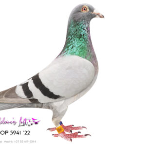 Lot 19 – 5941 ZAOP 2022 (C) – Excellent breeding cock. Bred 715 ZAOP 2025 (Lot 59) 5x Top 100 EPPU of which 3x Top 15 - 2026. Bred 6410 ZAOP 2026 (Lot 37) 7x Top 100 EPPU – 2026 – 5941 is bred from world-class genetics. Sire 1143 CRU 2021 – Full brother to 1555 (Lot 15) - ONE LAST OPPORTUNITY TO ACQUIRE THESE SUPER GENES. DO NOT MISS. Superb breeding hen and very rare to find. These genes need no introduction. Full sister to "Arrow" who bred "Blue Moon" Bred 14280 - 3rd Ace EPPU & PEFED; 2nd Ace East Route EPPU & PEFED; 3rd Ace EPPU & PEFED Short Distance – 2026. Dam 1153 CRU 2021 – Bred from the best Turbo Tom & Turbo Queen line birds available. The base linage of Madeleine’s Loft. - SEE PEDIGREE !!!