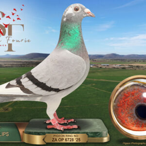 LOT 82: ZA 25 OP 6728 (H) – ENTERED BY: TEAM PHILLIPS – 27TH RACE 6 – 72ND FINAL RACE – A blue-bar pied hen from Norman Phillips. THE SIRE is bred from Peter Jansen stock and “PRINSES PHALA”, sister to Star Turbo Kittel. THE DAM combines the “R100 000 COCK” family with Leo Heremans breeding. – SEE PEDIGREE !!!