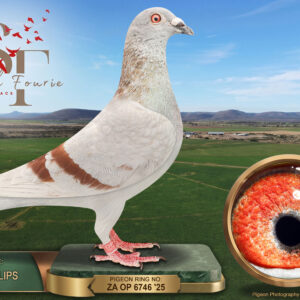 LOT 85: ZA 25 OP 6746 (C) – ENTERED BY: TEAM PHILLIPS – A mealy cock bred from “BRAD KITTEL” and “AIR WARRIOR”, the pairing recorded as producing the 2026 Dinokeng Big Money Race winner, 4th equal Barcelona and 6th Smith Fourie Final. THE DAM was 11th Ace at SAPIR 2024. – SEE PEDIGREE !!!