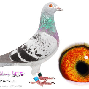 Lot 25 – 6789 ZAOP 2021 (H) – A very special hen that ticks all the boxes. From being a champion in the racing loft and in the breeding loft. A must for any loft. DO NOT MISS THIS HEN. Bred by John du Preez. Super Turbo Tom bloodline. Progeny raced on the hard East route avg. 1100mpm.46th EPPU Komga 2; 1504b; 1233mpm – 2022, 11th EPPU Butterworth 1; 1598b; 1151mpm – 2022, 15th EPPU Butterworth 2; 1231b; 1207mpm – 2022, 34th EPPU Mthatha 1; 1387b; 1209mpm – 2022, 19th EPPU Mthatha 2; 1413b; 1226mpm – 2022, 25th BEST BIRD OVERALL EPPU – 2022, 15th BEST BIRD EAST ROUTE EPPU – 2022, 2nd BEST BIRD SHORT DISTANCE EPPU – 2022, 15th EPPU Komga 1; 1323b; 1033mpm – 2023. Nr.1 breeding hen at Madeleine's Loft. Click cock and super hit ratio with ZAOP 15777. - SEE PEDIGREE !!!