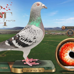 LOT 41: ZA 25 OP 7025 (H) – ENTERED BY: COENIE PIETERSE – 5TH RACE 6 – 11TH RACE 3 – 36TH FINAL RACE – A blue-check hen with strong longer-distance results, finishing 11th over 565 km, 5th over 598 km and 36th in the 674 km Final.