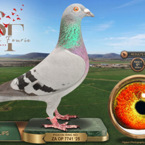 LOT 36: ZA 25 OP 7741 (H) – ENTERED BY: TEAM PHILLIPS – 6TH RACE 4 – 18TH RACE 6 – 33RD ACE PIGEON – 89TH FINAL RACE – A blue-bar hen bred from a Jellema/Püttmann cock related to the Thailand Masters Final winner, paired to “DREAM CATCHER,” 17th Final and 19th Ace at Diaz 2023, carrying Tarzan, Verreckt-Arien and Phillips ace-pigeon bloodlines – SEE PEDIGREE !!!