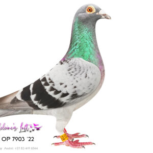 Lot 27 – 7903 ZAOP 2022 (C) - Very good & reliable racer for Madeleine's Loft, Scored 5x Top 100 EPPU 17 Bird Championship 2026. Sire 1533 CRU 2021 – Very reliable breeding cock with a good hit ratio. Most offspring score Top 100 EPPU. Dam 4758 ZA MSHS 16 - Gebr. Janssen hen from Fouche Lofts. Bred good racers when crossed with the Turbo Tom birds. - SEE PEDIGREE !!!