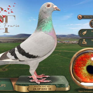 LOT 11: ZA 25 OP 8353 (H) - ENTERED BY: TEAM PHILLIPS - 13TH ACE PIGEON - 3RD MONEY ACE - 10TH RACE 6 - A hen from Norman Phillips Lofts combining Best Kittel, Porsche 911, Gentle Lady, Veulemans–Perilleux and Willem de Bruijn ancestry. THE SIRE: BE 23 4163757, “GRANDSON PORSCHE”, bred from a son of “VICTORY BEST KITTEL” and a daughter of “PORSCHE 911” × “GENTLE LADY”. THE DAM: BE 20 2010856, “NEVERRA”, winner of 1st Combine Nevers against 690 pigeons and 7th Semi-National against 9,478 pigeons. Both parents are recorded as breeding the 2nd Hotspot 2 pigeon at SAPIR OLR 2026, equal 1st - SEE PEDIGREE !!!