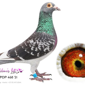 Lot 23 – 468 ZAOPDP 2021 (H) - Super consistant racer for Madeleine's Loft for 3 consecutive seasons.Bred by Louis Botha. Dam line directly responsible for the Brown Jacket winner Afrikapro 2026 by Louis Botha. This hen has all the potential to become a super breeding hen in any loft. Top genetics. Sire 82545 ZA 2018 – super genetics from Dean Jooste. Dam is full sister to Turbo Queen and one of Louis Botha’s best breeding hens. - Dam 35631 ZA 2017 – Dam 02836 is full sister to Concorde and daughter to Golden TT who is daughter to Moneymaker & Twilight Pearl. Brother to 02836 (02835) is sire to Brown Jacket winner Afrikapro 2026 bred by Louis Botha. - SEE PEDIGREE !!