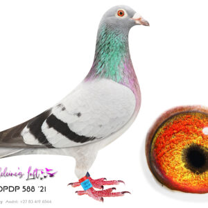 Lot 29 – 588 ZA OPDP 2021 (H) - Some of the best genetics available in SA in one bird. These genetics are currently on the forefront in OLR lofts like Afrikapro against the best in the world. Jacket winners and many top positions the last 4 years. The pedigree is the judge. Bred 715 ZAOP 2025 – 5x Top 100 EPPU 2026 – 12 th , 14 th , 15 th , 27 th , 44 th Excellent racer. Sire is – 0712 ZA SRSPV 2016 – Moneymaker mated to Golden TT – Sire to daughter mating. Genetics responsible for Brown Jacket winner at Afrikapro 2026 by Louis Botha. These genetics is responsible for many super birds on OLR level like Afrikapro the last 4 years. Dam 02864 ZA 16 – Genetics from the famous “Ouman” of Hendrik Huyser crossed with Turbo Tom. - SEE PEDIGREE !!!
