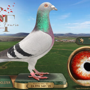 LOT 2: ZA 25 PPK 1481 (C) - ENTERED BY: TEAM OBERHOLSTER - 2ND FINAL RACE - A cock from Oberholster Loft that finished 2nd in the 674 km SFOLR 2026 final, with the first two pigeons breaking away by 26 minutes. THE SIRE: ZA 23 KUR 6645, “PABLO”, bred from “FOR YOU EVERYBODY”, 73rd SAMDPR final in 2020, and “BLACK SPAIN”, a full sister to “GREEN MONKEY”. THE DAM: DV 04391 22 215, “STEINBRINK HEN”, from “AS KLAUS 352” and the three-time winner “349”. Combines Hardy Kruger, Bucher & Bühler, Klaus Steinbrink and SG Deimel & Fecke ancestry - SEE PEDIGREE !!