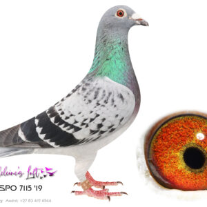 Lot 3: 7115 ZA SSPO 2019 (H) - “Turbo Queen 2” A pure gem of a hen with an immense track record. Fully fertile. Proven OLR and Union track record. Has bred numerous champions. No need to think twice about this hen. She has bred at Madeleine’s - Sire is 0987 ZANRU 16 – Bred from Prange bloodline scattered with winners. - Dam is 1983 ZA LIM ’11 – The super and famous lineage of Moneymaker & Twilight Pearl. The same line responsible for the Brown Jacket winner Afrikapro 2026 by Louis Botha. - SEE PEDIGREE - THIS IS A SUPER PROVEN BREEDER !!!