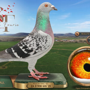 LOT 24: ZA 25 STRW 609 (H) - ENTERED BY: JACKIE + PAUL - 18TH FINAL RACE - 4TH RACE 6 - - A blue-check hen from Strowan Loft, combining Webber, Puttery, De Zutter, Benn and Wedderburn breeding. THE SIRE: ZA 20 GRAH 257, recorded as a very good North Route racer, bred from “PUTTERY” and a De Zutter hen carrying “Jonge Daniel” and “Hilda” ancestry. THE DAM: GHT 1066, a daughter of the “CRADOCK HEN”, which finished 2nd in the 820 km Karoo Million final in 2020 after landing first. The dam’s sire, ZA 22 GHTD 145, bred a Fish River Loft Hotspot 5 winner over 755 km and a 3rd-place final pigeon over 856 km - SEE PEDIGREE !!!