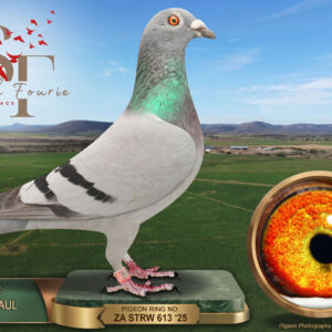 LOT 67: ZA 25 STRW 613 (H) – ENTERED BY: JACKIE + PAUL – 29TH RACE 6 – 32ND RACE 1 – 39TH RACE 2 – Bred from a Webber / Benn sire noted for long-distance performance, paired to a Benn / De Zutter and Wedderburn hen. Carries “BEN HURR” on both sides. – SEE PEDIGREE !!!