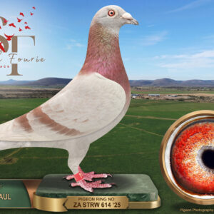 LOT 61: ZA 25 STRW 614 (C) – ENTERED BY: JACKIE + PAUL – 42ND ACE PIGEON – A mealy cock from Strowan Loft, combining Wedderburn breeding through both parents with Marcel Aelbrecht and Out of Africa lines through the dam. The pedigree includes the “ANIMAL BROTHER” family. – SEE PEDIGREE !!!