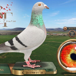 LOT 27: ZA 25 STRW 617 (H) – ENTERED BY: JACKIE + PAUL – 9TH RACE 6 – 14TH RACE 4 – 24TH ACE PIGEON – 83RD FINAL RACE – A hen bred from a Van Loon/Soetdoring cock that finished 30th Final and 10th Ace at Cape Town Loft, paired to a Golden Carelly Ace Line hen carrying Golden Girl, Bak 17 and R80 000 pair ancestry – SEE PEDIGREE !!!