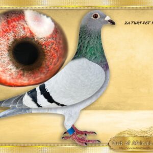 LOT 3: ZA TURF PET 11077/26 (H) - This pigeon is MEGA CLASS!  DO NOT MISS HER!!!! - “ GOED GRIJS 11077 “     Linebred for stock to GOED GRIJS.     This line is making an impact in S.A. with very few of them imported.  9th Afrika Pro Final & Blue Jacket Winner 2026, 1st SAIPR Capetown Final 2026 all carry this blood.     We imported her sire. Superb cock.  Her dam is Nestmate sister to ZA OERF 5182/24- Top breeder for B Nel.  Full sister to ZA OERF 5099/24- A SUPER COCK - 1/2 sister, same dam to ZA 101414/23- In turn Dam to ZA NOK 940/24- 1st Club, 1st NOK Union Winner, Stella, O/B, 514km, vel 1636- Bred and raced by Izak Marais  Linebred THREE TIMES  to "GOED GRIJS" - 7 x 1st Prize Winner - Super racer and foundation breeder. One of the most sought after lines in the world at the moment!- SEE PEDIGREE !!!