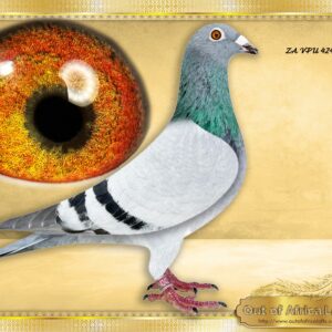 LOT 6: ZA VPU 4242/25 (C) -    What a super PIGEON! Balanced, SUPERB WING Silky soft feathers.  Top class breeding eye like sire and grandsire. If ever I could guarantee a cock that can breed winners it is this one!!! SUPER FERFORMANCE BLOODLINE! I would buy him ANY DAY!!     1/2 Brother SAME SIRE  to 2/2 Hit rate in 1st nest. ZA VPU 6732/24- Sire to  ZA WPU 1831/25 - 10 MINUTE BREAK AWAY WINNER! - His grandsire is our NR 1 KITTEL COCK - NL 8552833/22- " FULL PACKAGE" - TOP BREEDER OF STOCK AND NOW RACERS  4/4 first children sold already bred winners. - SEE PEDIGREE !!!