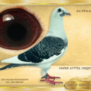 LOT 5: ZA VPU 6651/24 (H)  “ SUPER KITTEL 6651 “     This is A SUPER PIGEON. Bred for our own stock loft.  1/2 Sister to ZA VPU 7952/23- Sire to ZA LFL 016/24- 10th Final Marlbanks , Richmond, 641km, vel 1076-Very hard race!   THE SIRE:ZA PRPC 20451/19 is full brother to the sire of Carnival Winter Lofts Final Winner and ZA ODRA 12897/23  Hot Spot 5  Winner , a super hot and hard race, 500km, vel 1150 - Winners Fight, and 5th Final Winners Flight  - Bred by H Bohm - THE DAM: ZA SLIM/D 666/23 - " RED PIED ROCKET" - Linebred to ANGELINA- Superbreeder full sister to KITTEL. This hen carries a very strong dark chequer pigment. Most babies bred of her are dark chequers. - SEE PEDIGREE !!!